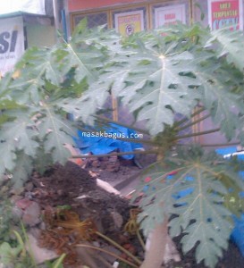 Tips Mengatasi Rasa Pahit Daun Pepaya